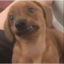 贴纸