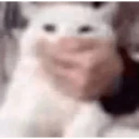 贴纸