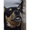 贴纸