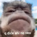 Stika