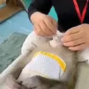 Adhesiu