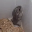 스티커