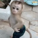 Figurinha