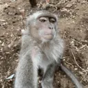 Figurinha