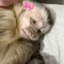 اسٹیکر