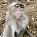 اسٹیکر