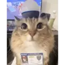 ステッカー