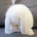 Límmiði