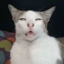 Figurinha