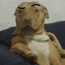 Naljepnica