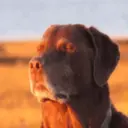 Կպչուն պիտակ