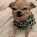 贴纸