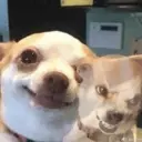 贴纸