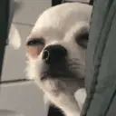 贴纸