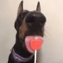 贴纸