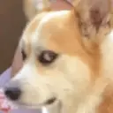 贴纸