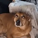 贴纸