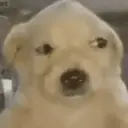 贴纸