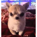 Figurinha