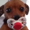 贴纸