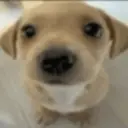 贴纸