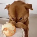 贴纸