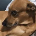 贴纸