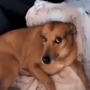贴纸