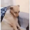 贴纸