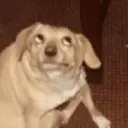 贴纸