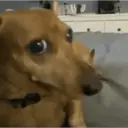贴纸