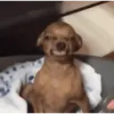 贴纸