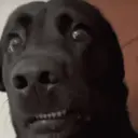 贴纸