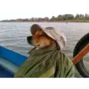 Naljepnica