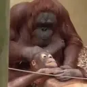 스티커