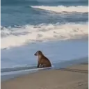 ملصق