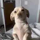 ملصق