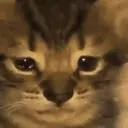ملصق