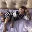 Pelekat