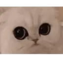 贴纸