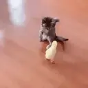 Pelekat