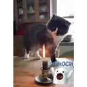 Pelekat