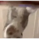 Pelekat