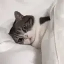 Pelekat