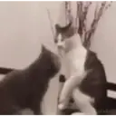 Pelekat