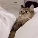 Pelekat