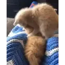 Pelekat
