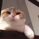 Pelekat