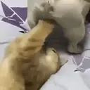 Pelekat