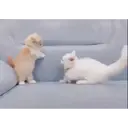Pelekat